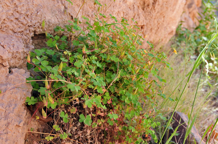 Oxalis stricta, Common Yellow Oxalis